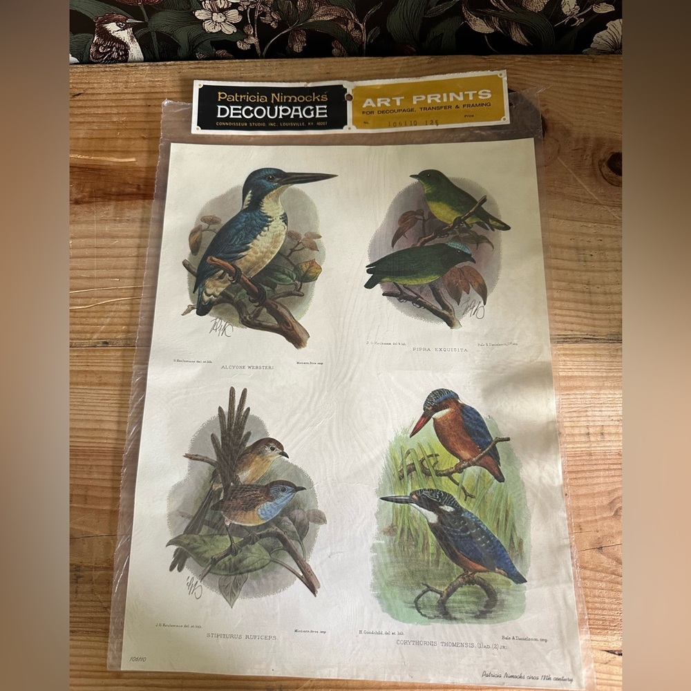 Artwork, print of birds Patricia Nimockes Cira 18th century Bale and Danielsson